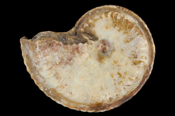Fossil Ammonite (Artinskia) - Russia #117188